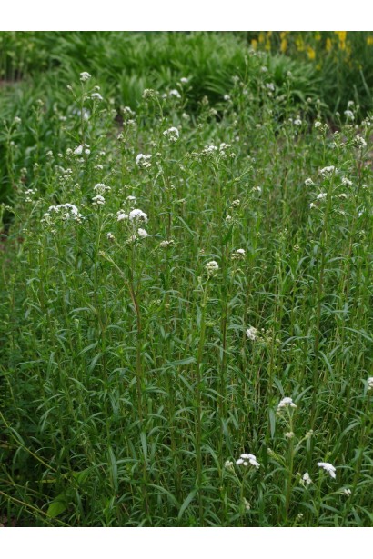 Деревій кущ з прямостоячими пагонами